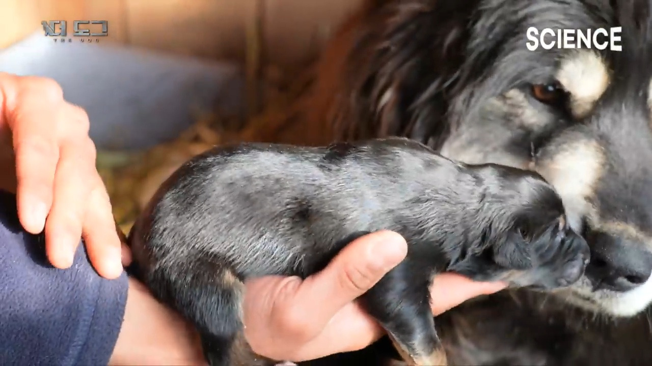 -30도 겨울에 태어나는 몽골 강아지 -상- | 인스티즈