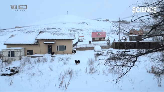 -30도 겨울에 태어나는 몽골 강아지 -상- | 인스티즈