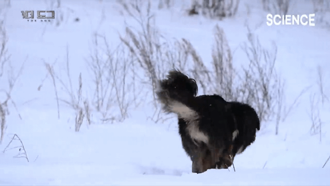-30도 겨울에 태어나는 몽골 강아지 -상- | 인스티즈