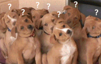 강아지한테 강아지말 써봄 | 인스티즈