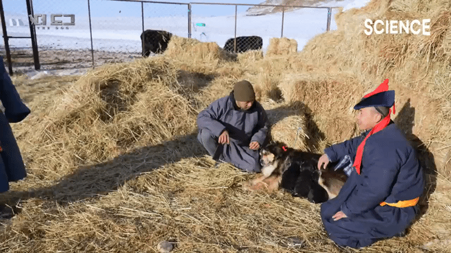 -30도 겨울에 태어나는 몽골 강아지 -상- | 인스티즈