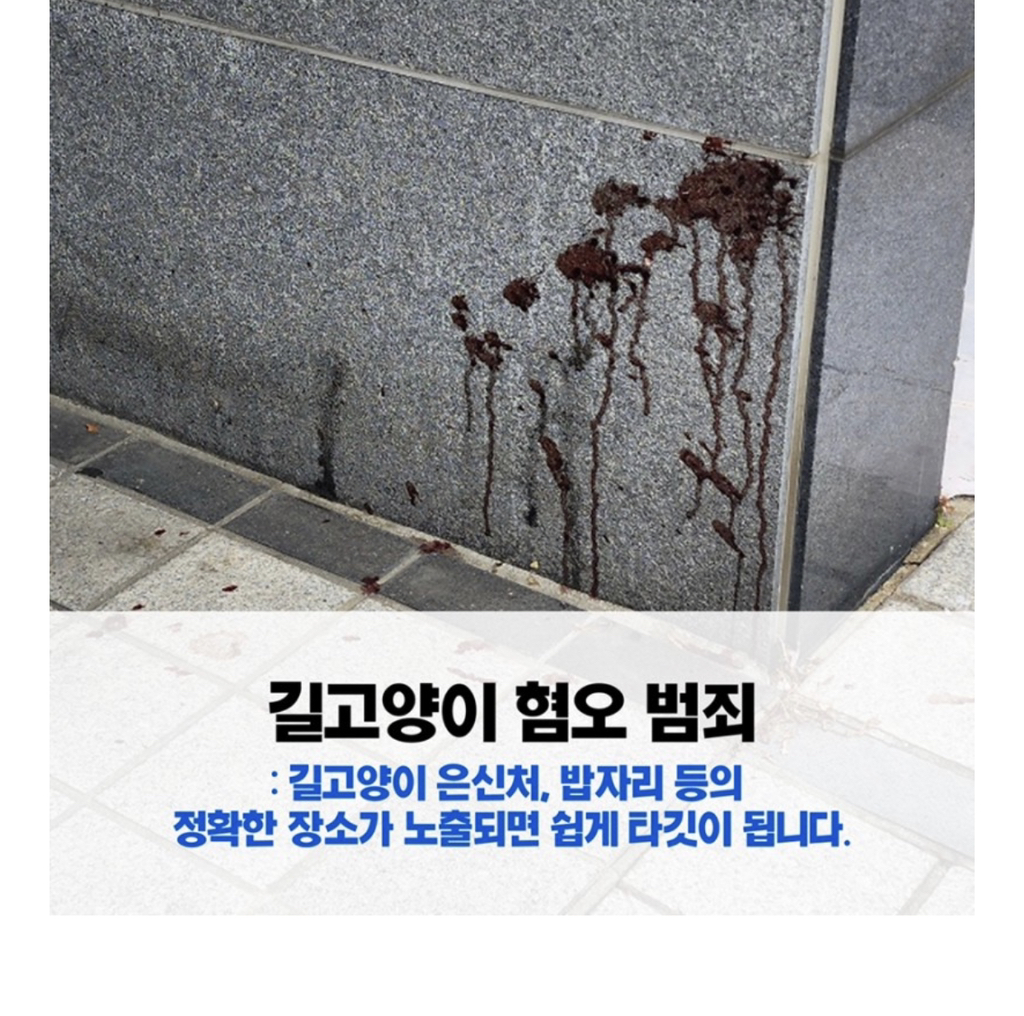 길고양이 사진을 sns에 올릴 때 주의해야 하는 이유 | 인스티즈