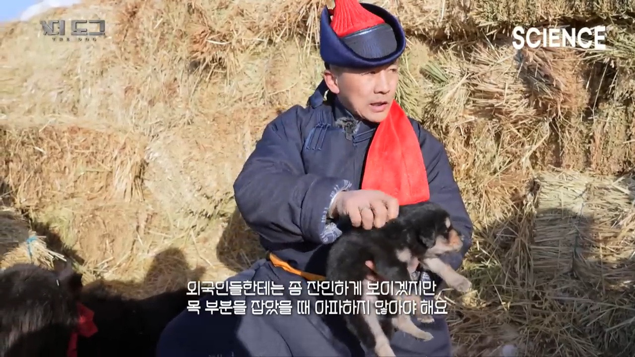-30도 겨울에 태어나는 몽골 강아지 -상- | 인스티즈