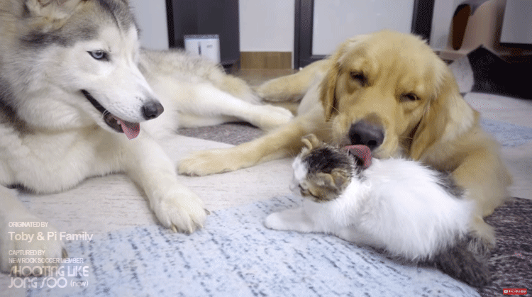 좌우 번갈아가며 거칠게 냥빨 당하는 아기냥이.gif | 인스티즈