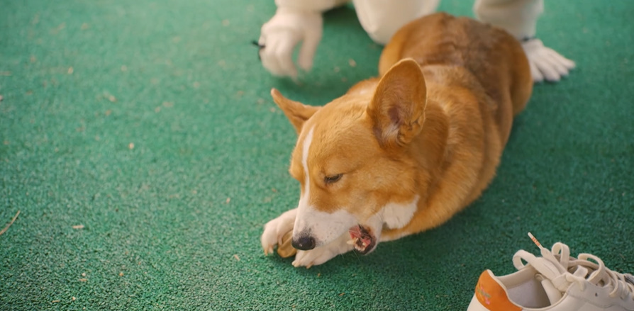 강아지 잊어버렸을 때 알고 있으면 좋은 상식들...jpg | 인스티즈