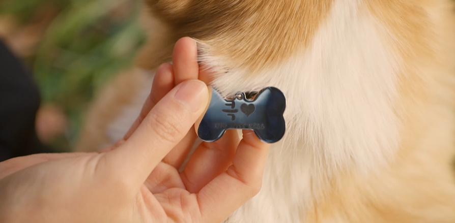 강아지 잊어버렸을 때 알고 있으면 좋은 상식들...jpg | 인스티즈