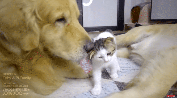 좌우 번갈아가며 거칠게 냥빨 당하는 아기냥이.gif | 인스티즈