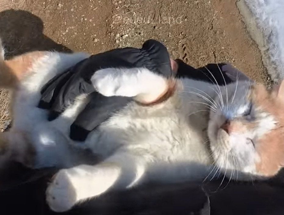 안기는 법을 잘못 배운 고양이.ytb | 인스티즈