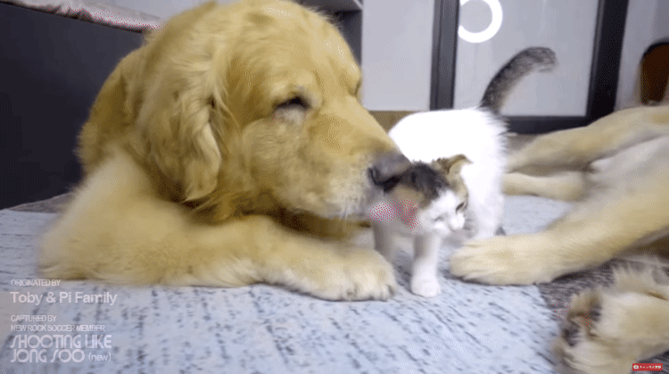 좌우 번갈아가며 거칠게 냥빨 당하는 아기냥이.gif | 인스티즈