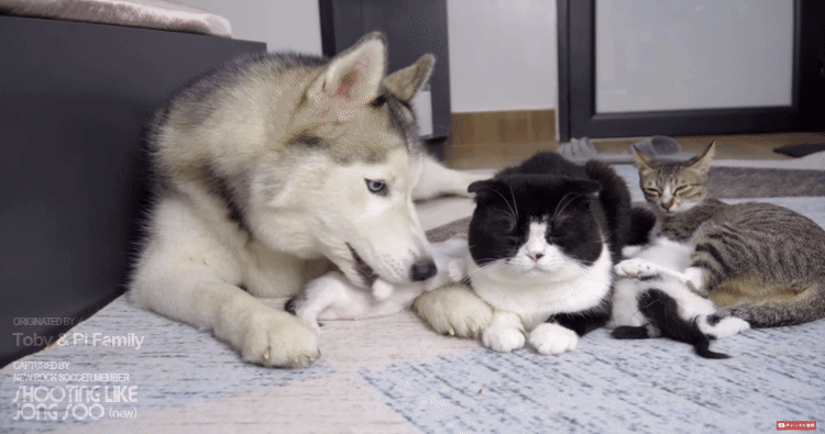 고양이 육아스킬 만렙인 시베리안 허스키.gif | 인스티즈