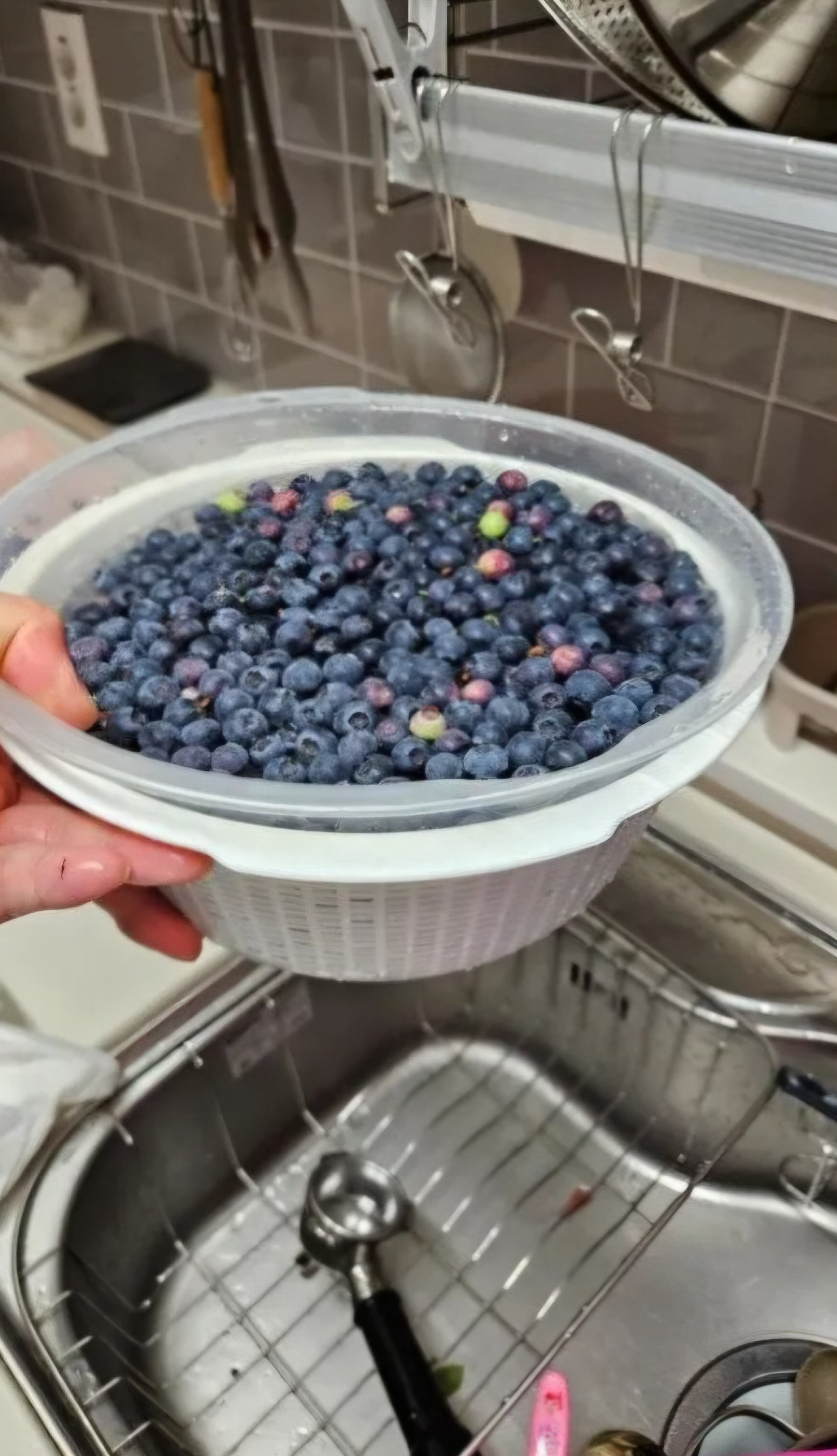 무단으로 블루베리 5KG 넘게 몰래 따간 사람 | 인스티즈