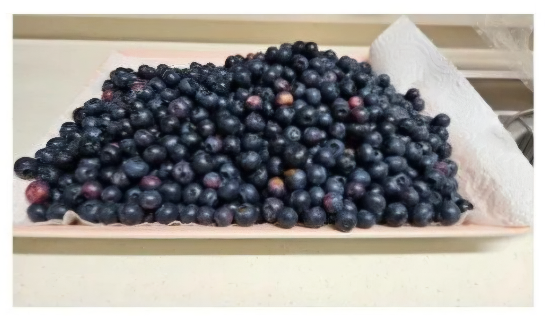 무단으로 블루베리 5KG 넘게 몰래 따간 사람 | 인스티즈