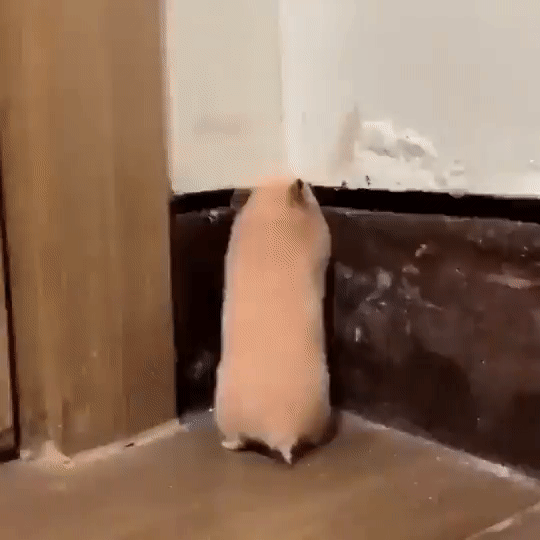 પ નુલુંગ ખਅ | 인스티즈