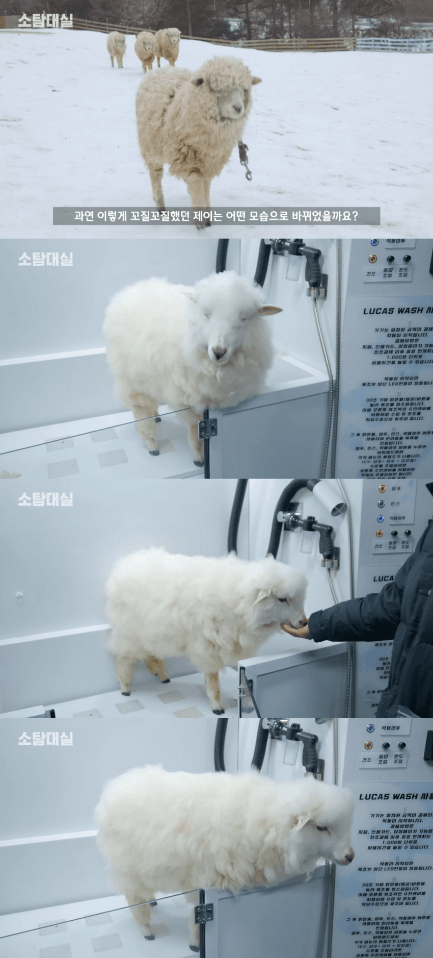 양털이 하얀색이 아니라 누런색인 이유 | 인스티즈