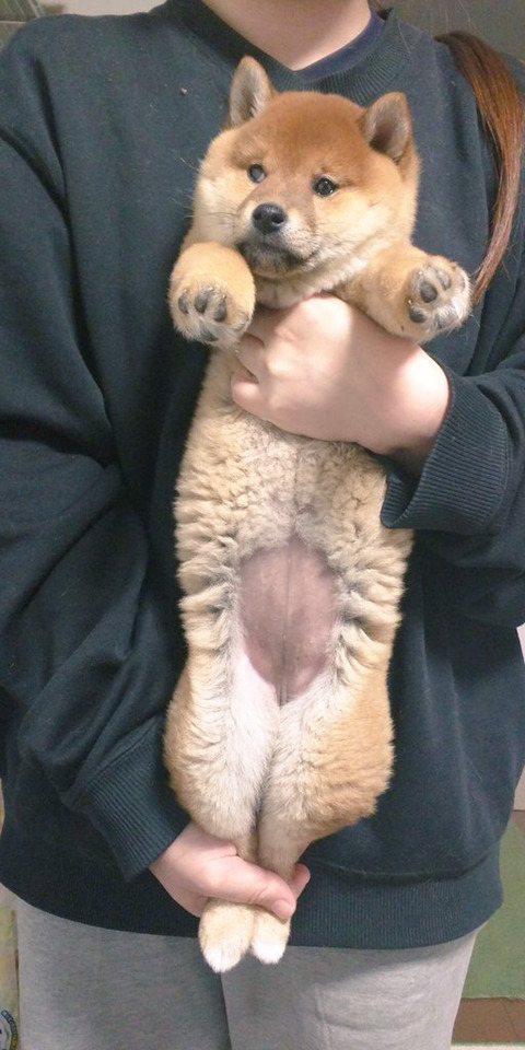 강아지 다리 펴는 스트레칭을 고양이에게 해봤을 때.twt | 인스티즈