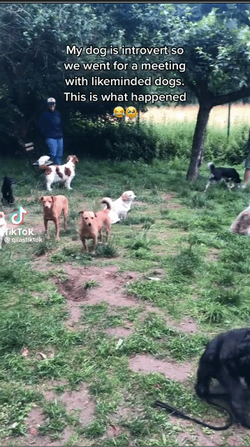 내향성 강아지들끼리 모아놓으면 잘 놀지 않을까? | 인스티즈