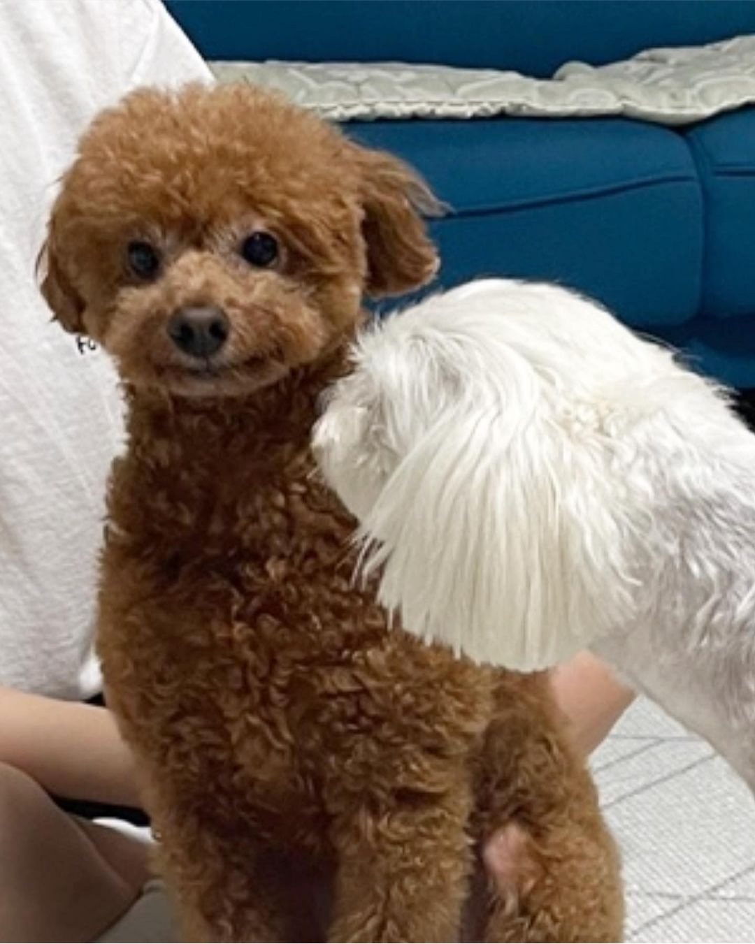 자신의 무해함을 최대한 어필하는 강쥐 | 인스티즈