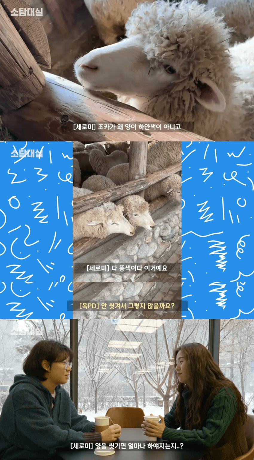 양털이 하얀색이 아니라 누런색인 이유 | 인스티즈