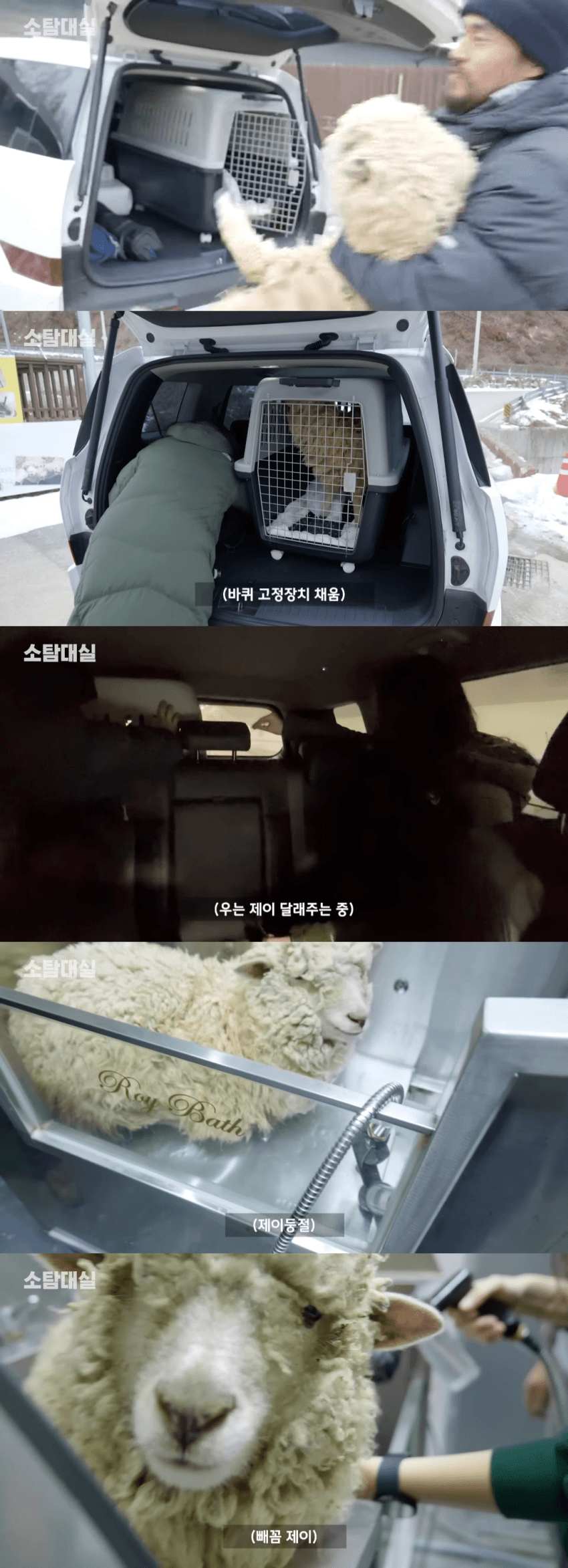 양털이 하얀색이 아니라 누런색인 이유 | 인스티즈