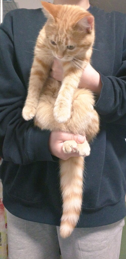 강아지 다리 펴는 스트레칭을 고양이에게 해봤을 때.twt | 인스티즈