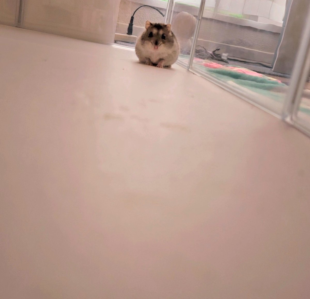 햄스터 과하게 귀엽다 생각하는 달글 | 인스티즈