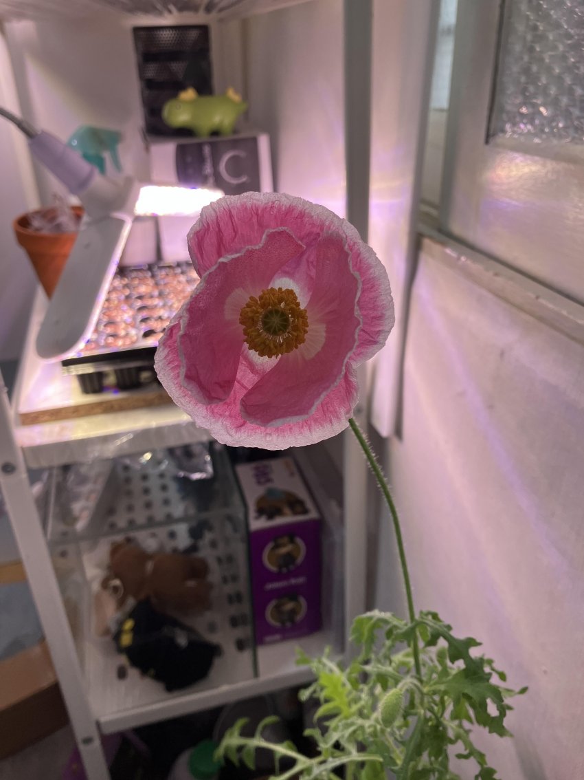 식물갤에 올라온 관상용 양귀비 개화모습.jpg | 인스티즈