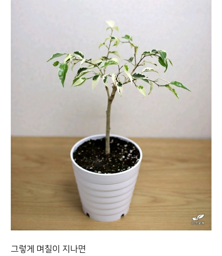 꽃집이나 시장에서 사온 화분 건강하게 오래 키우기 (feat.식물 드루이드님 블로그) | 인스티즈