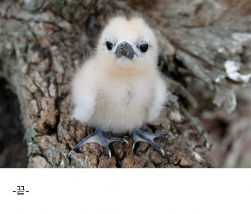 태어난 김에 사는 새.JPG | 인스티즈