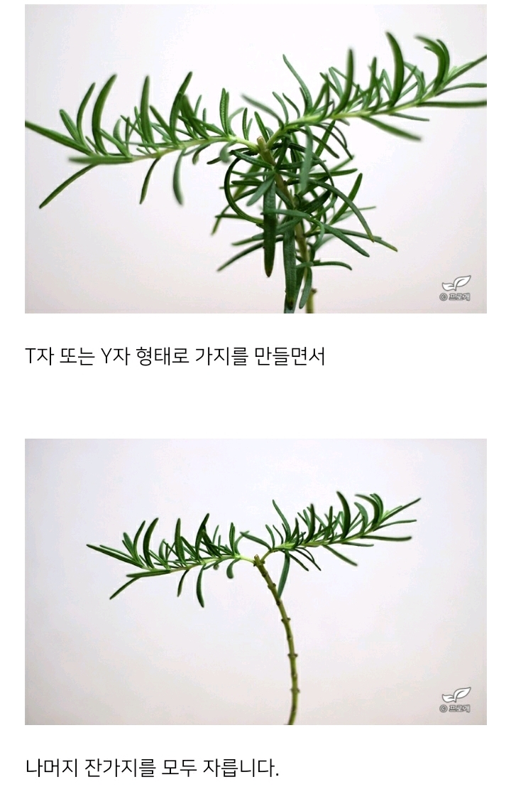 꽃집이나 시장에서 사온 화분 건강하게 오래 키우기 (feat.식물 드루이드님 블로그) | 인스티즈