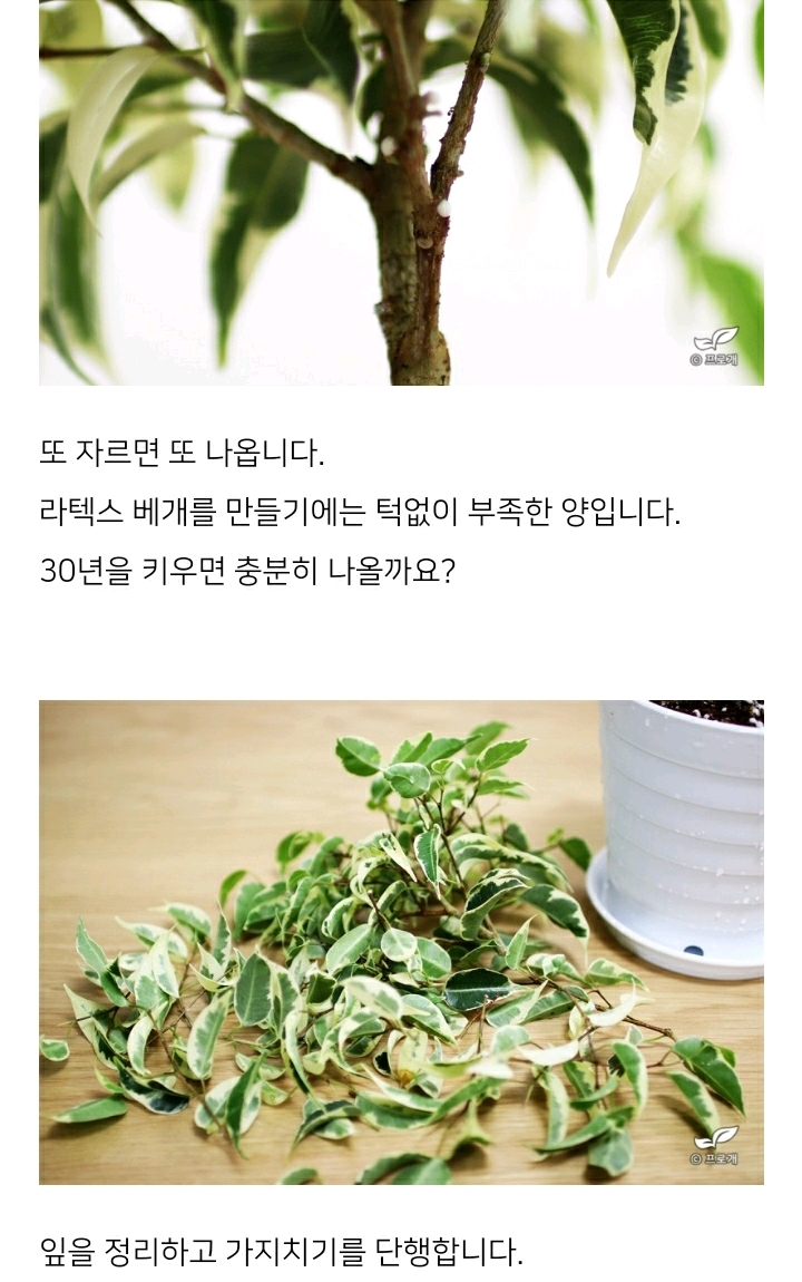 꽃집이나 시장에서 사온 화분 건강하게 오래 키우기 (feat.식물 드루이드님 블로그) | 인스티즈