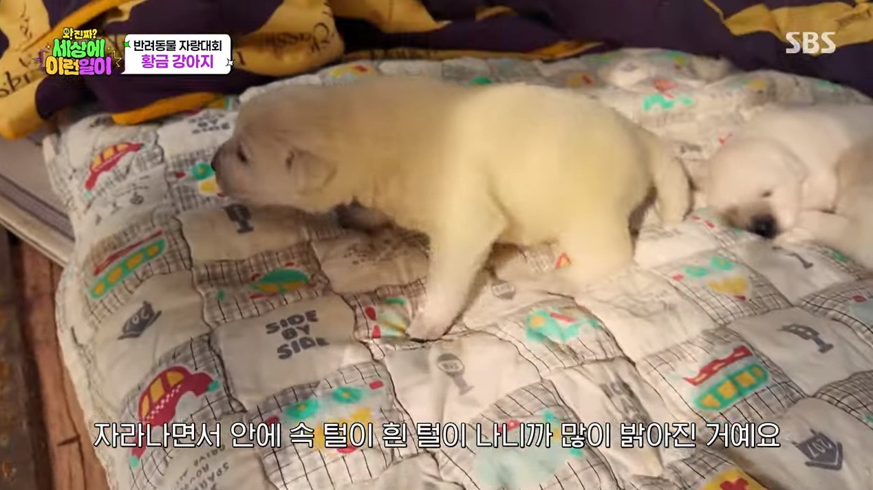 9남매 중 유일하게 노란색으로 태어난 강아지... | 인스티즈