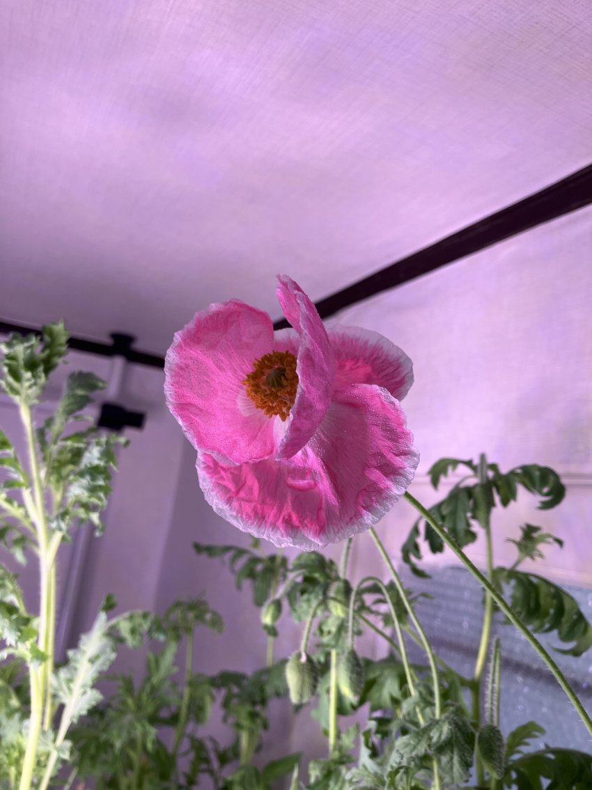 식물갤에 올라온 관상용 양귀비 개화모습.jpg | 인스티즈