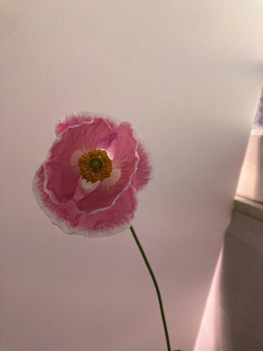 식물갤에 올라온 관상용 양귀비 개화모습.jpg | 인스티즈