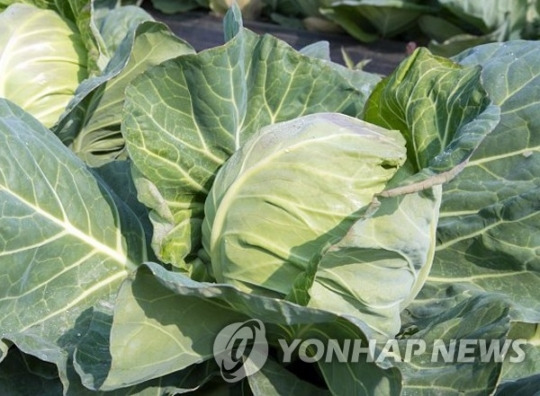 양배추 먹으면 가능하다고…작용 원리 밝혀냈다 | 인스티즈