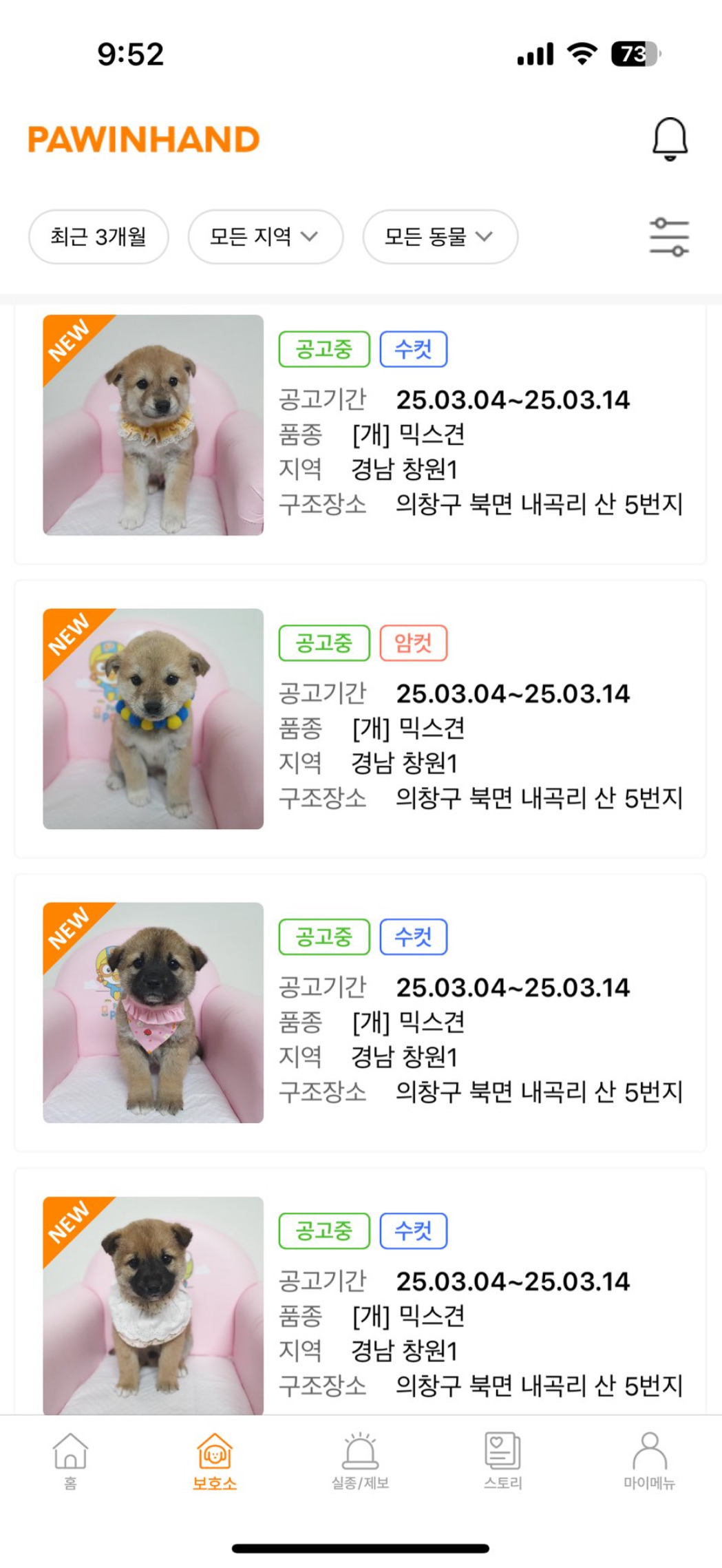 입양 공고 중인 꼬까옷 입은 강아지들..x | 인스티즈