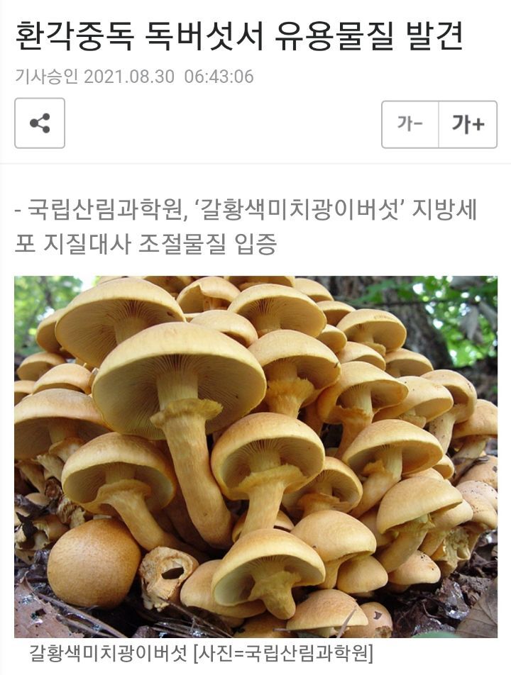 최근 잇따라 발견된 독버섯의 효과 | 인스티즈