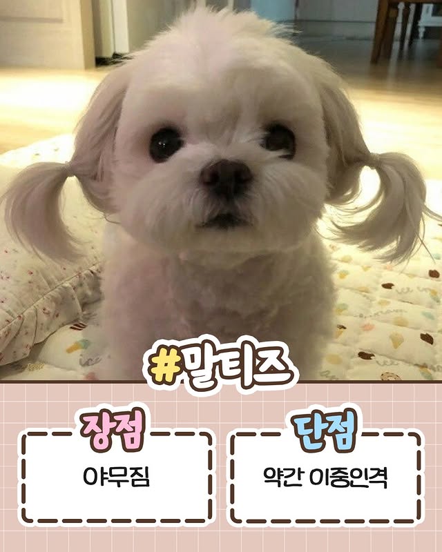 견주들이라면 공감하는 견종별 장단점 정리.jpg | 인스티즈