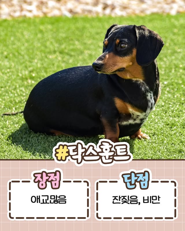 견주들이라면 공감하는 견종별 장단점 정리.jpg | 인스티즈