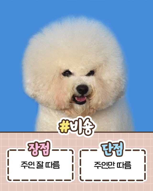 견주들이라면 공감하는 견종별 장단점 정리.jpg | 인스티즈