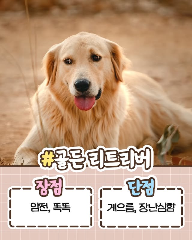 견주들이라면 공감하는 견종별 장단점 정리.jpg | 인스티즈