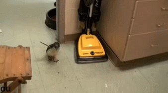 사육사가 너무 좋은 동물들..gif | 인스티즈