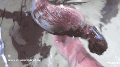 사육사가 너무 좋은 동물들..gif | 인스티즈