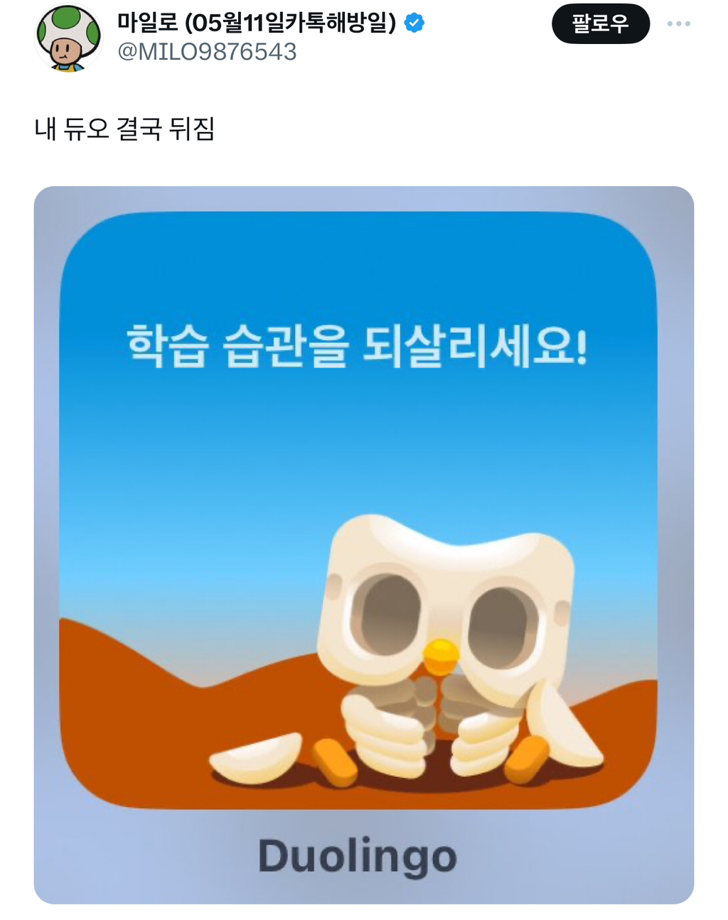 한국 듀오링고 사용자들 댐 부엉이옴 .twt | 인스티즈