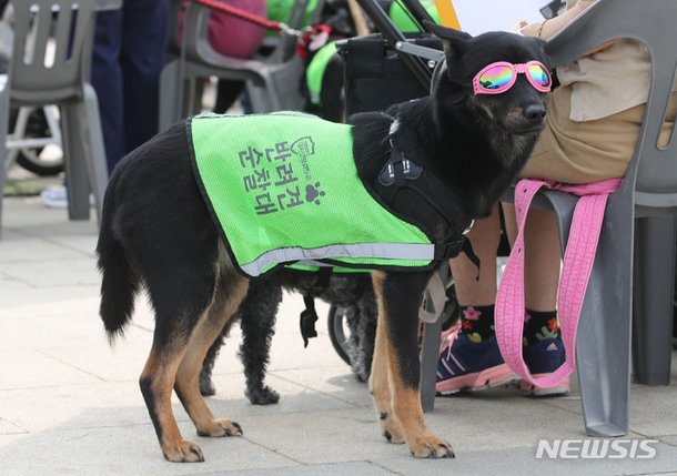 우리 강아지는 반려견 순찰대 가능하다 vs 광탈이다 | 인스티즈