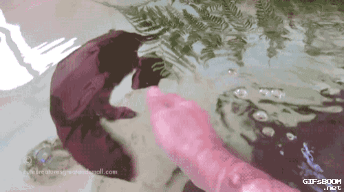 사육사가 너무 좋은 동물들..gif | 인스티즈