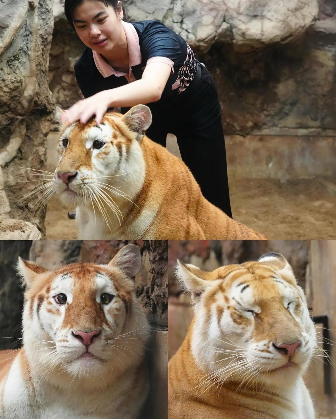  순하게 생긴 노란 줄무늬 고양이🐯1