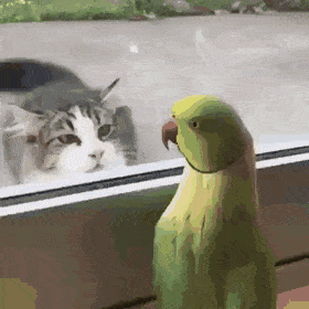  고양이 시선을 느낀 앵무새.gif