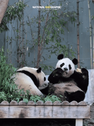  아이바오🐼가 아직 모르는 후이바오의 비밀🩷1