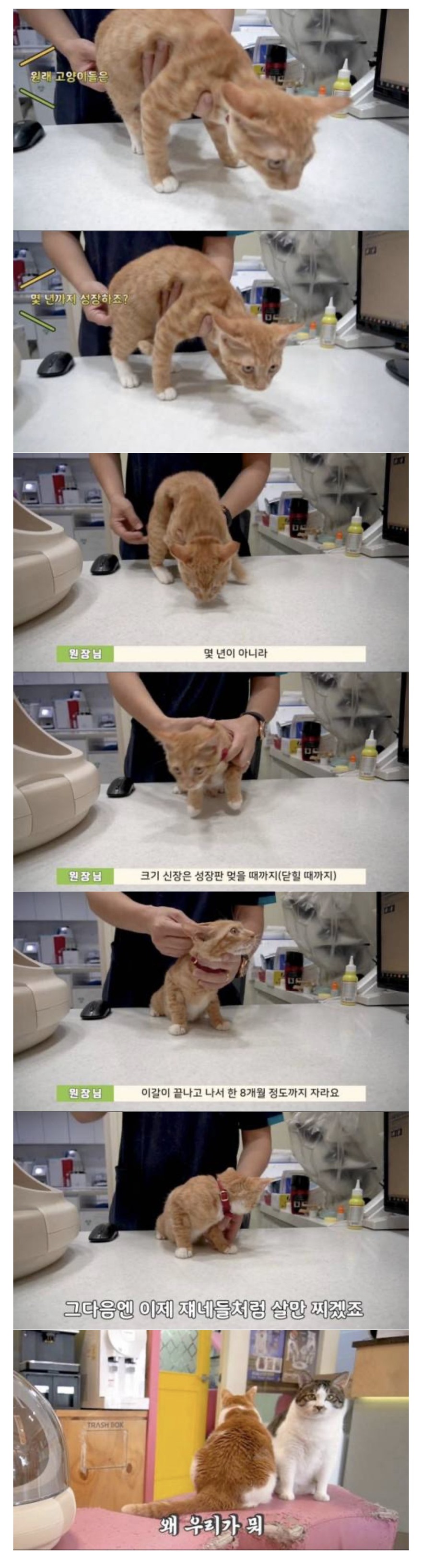  수의사가 말하는 고양이 성장에 대한 비밀