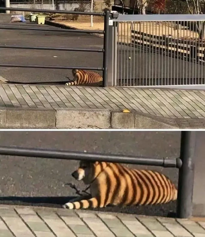 ???: 경찰서죠? 호랑이가 누워있는데요 | 인스티즈